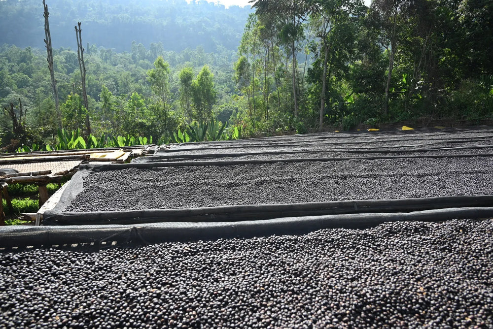 Ethiopia - Anasora Site