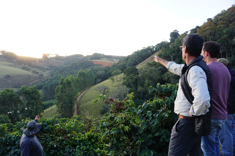 Brazil - Sitio Sassafras
