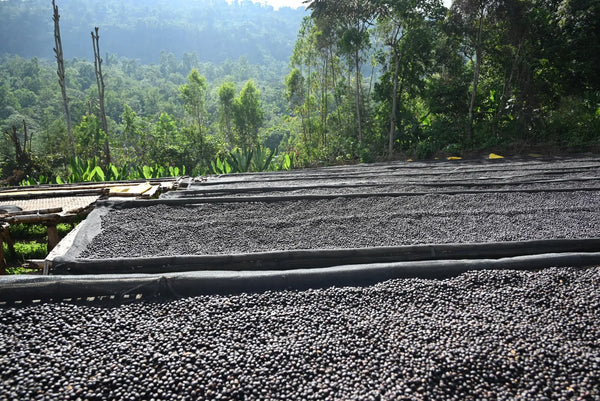 Ethiopia - Anasora Site