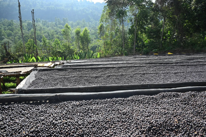 Ethiopia - Anasora Site