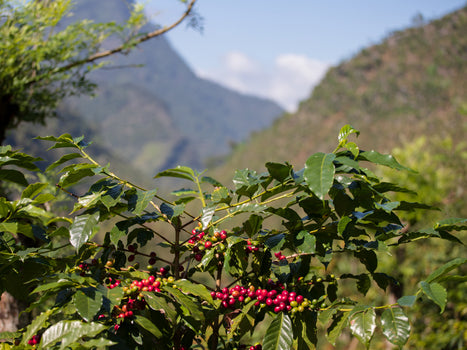 Guatemala - Finca El Chalun