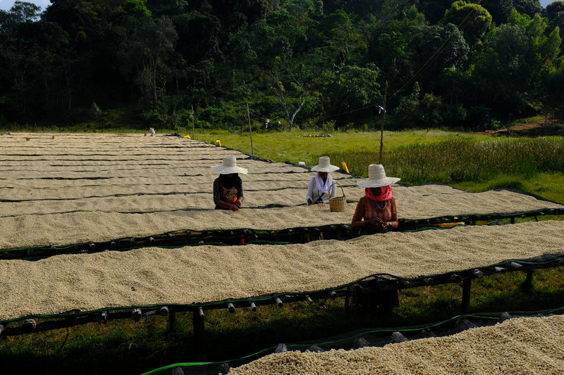 Ethiopia - Kolla Bolcha