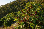 Brazil - Sitio Sassafras