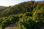 Brazil - Sitio Sassafras