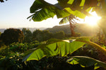 Brazil - Sitio Sassafras