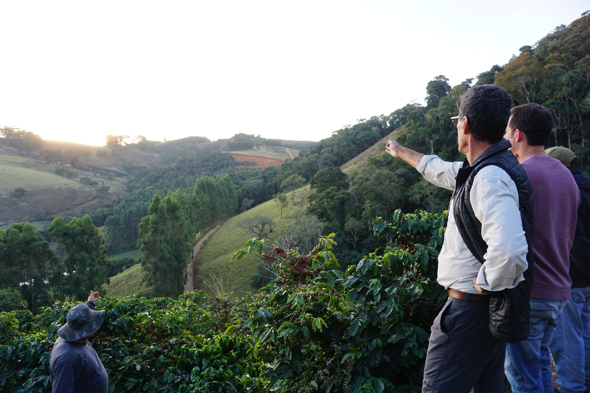Photo of Brazil Sitio Sassafras