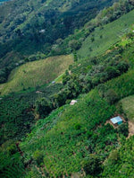 Colombia - Finca El Diviso / Gesha